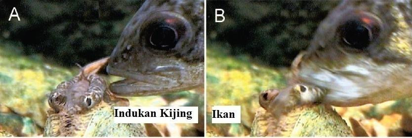 Penyemburan glochidia oleh indukan kijing kepada ikan